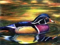 Donna's Duck by Deborah M. Allen