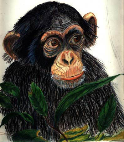 Chimp by Phillip Chestnut