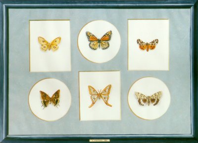 "Collection de papillons - Butterfly collection" (1999)  by Arlette Steenmans