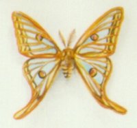 "Collection de papillons - Butterfly collection" (1999)  by Arlette Steenmans