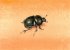 Le coloptre noir - The black chafer (20 kb) by Arlette Steenmans