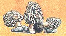 Morilles